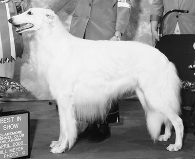 Top Conformation Borzoi 1999